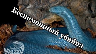 Моя встреча с легендарной шпильковой змеей [upl. by Hope745]