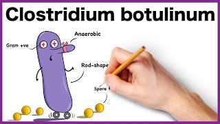 Clostridium botulinum Simplified Morphology Pathogenesis Types Clinical features [upl. by Aisatana715]