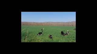 Chasse aux chiens courants sur sangliers  petit bleu de Gascogne [upl. by Rigdon]