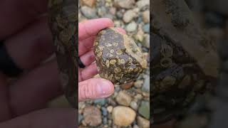 Rockhounding In The Rain Is The Best fossils horncoral hexagonaria [upl. by Auhsuoj6]