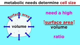 Prokaryotic Cells The Simplest Kind of Life [upl. by Althea]