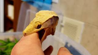 Angry Crested Gecko [upl. by Olly]