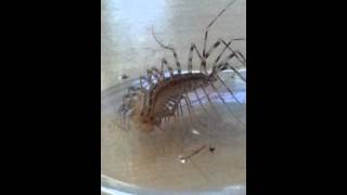 House Centipede Devours Cricket [upl. by Llesirg10]