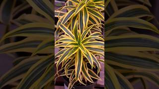 Dracaena Reflexa or Song of India shorts [upl. by Liuqa49]