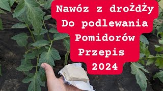 Podlej drożdżami pomidory ogórki a plon będzie podwójny [upl. by Nuncia496]