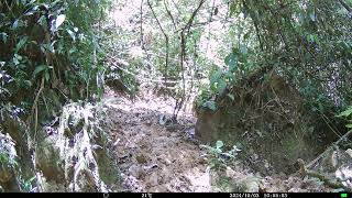 Trail camera pickup in Cuyabeno Ecuadorian Amazonia [upl. by Greiner125]