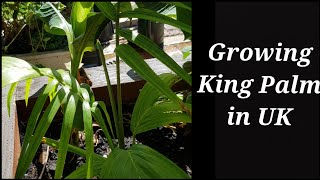 Growing Archontophoenix cunninghamiana in UK Garden King Palm Bangalow Palm can grow in UK [upl. by Carlita]