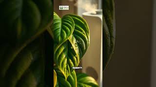 How to Grow Stunning Philodendrons Indoors 🌱  Twig Terrace [upl. by Rosol326]