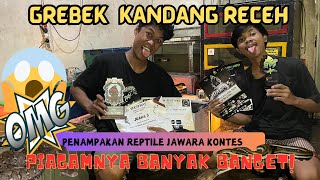 GREBEK KANDANG RECEH  Grebek Kandang Seller Reptile Spek Kontes Terkenal DiTangerangKumis Reptile [upl. by Annoif554]