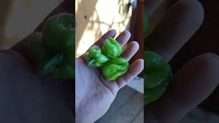 garden habanero peppers [upl. by Florri]