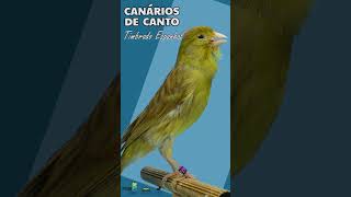 Live Canario de Canto o timbrado espanhol [upl. by Hadwyn]