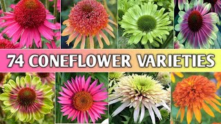 74 Coneflower Echinacea Varieties  Echinacea Types  Coneflower Varieties  Plant and Planting [upl. by Onaicnop]