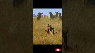 lion attack a bison  wildlife and nature shorts shortsvideoviral ytshortsindia viral [upl. by Halullat]