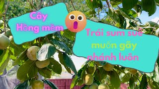 “Cây Hồng Siêu Trái Mùa Persimmon Bùng Nổ” cayantrai vuoncay cuocoscngomy  mecayantrai [upl. by Brittan]