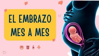 ETAPAS del EMBARAZO Mes a Mes 🤰FASES de la Gestación🌷 [upl. by Nellda]