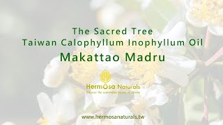 Makattao Madru  Extract from Taiwan Calophyllum Inophyllum Seeds [upl. by Lairbag]