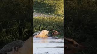 Crocodile Strikes Antelope Dragged Under Water [upl. by Esme798]