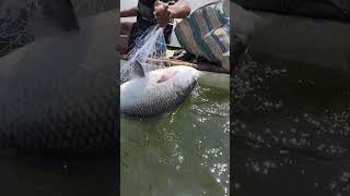 fishing fiish beachfishing fish filefish carpfishing fihing carp fiahing videogama [upl. by Atiram481]