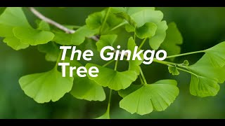 The Ginkgo Tree Planted 1400 Years Ago [upl. by Anestassia]