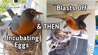 ROBIN Incubating Eggs and Blasts Off  American ROBIN [upl. by Minnie]