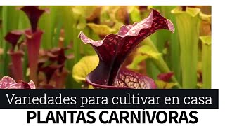 Plantas carnivoras para cultivar en casa [upl. by Monia967]