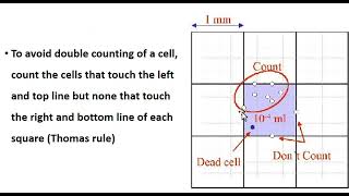 PLATELET counting by using hemocytometer  Neubaur Chamber [upl. by Eilra]