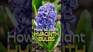 SHOCKINGLY Easy Hyacinth Planting Hacks You Need to Know shorts [upl. by Ainat]