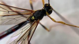 Giant Ichneumon Wasps [upl. by Nanahs]