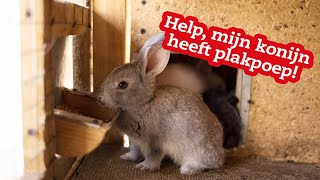 Help mijn konijn heeft plakpoep [upl. by Haras]