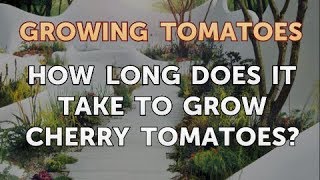 How Long Does It Take to Grow Cherry Tomatoes [upl. by Askwith926]