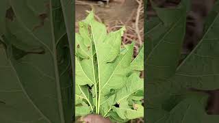 Papaya Leaves [upl. by Anua]