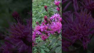 Ironweed [upl. by Iew]