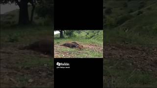 LETHAL KOMODO PART 2 😱😱😱 animals wildlifereptiles wildanimals komodo travel dangerouswildlife [upl. by Saalocin]