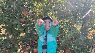 APPLE PICKING at Harvest Moon Farm amp Orchard [upl. by Leuas607]