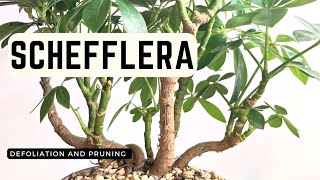 Bonsai Diary 41 Schefflera Defoliation and Pruning [upl. by Assadah]