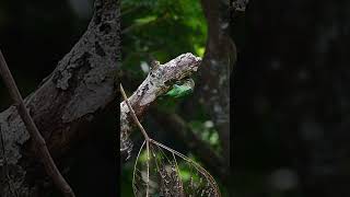 A whitecheeked barbet excavating a nest [upl. by Luzader]