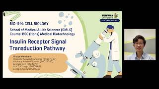 12 Insulin Receptor Signal Transduction Pathway [upl. by Fenelia671]