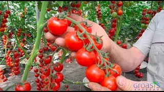 Episode 11  Increase the yield of your tomato plants with mycorrhiza fungi [upl. by Tnilk556]