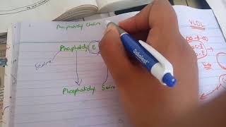 PHOSPHOLIPID SYNTHESIS made easy part 4phosphotidyl serine synthesis [upl. by Anej568]