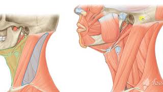 Sternomastoid muscle 1 [upl. by Aihsilat]