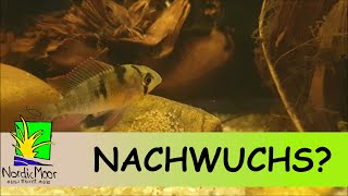 Nachwuchs im Peru Biotop [upl. by Eshman399]