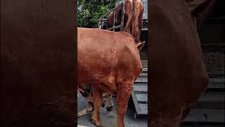 Unveiling the Mysteries of Cow Mating [upl. by Merline953]