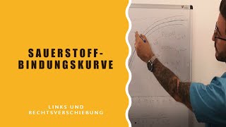 Sauerstoffbindungskurve Links und Rechsverschiebung [upl. by Jessalin]