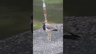 Red wattled lapwing please like share and subscribe 🙏🏻 [upl. by Eniladam]