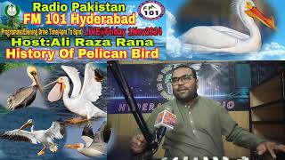 History Of Pelican Bird [upl. by Akerehs]