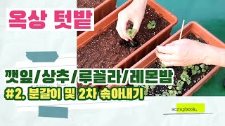 옥상텃밭 2탄 깻잎 루꼴라 분갈이 및 2차 솎아내기 [upl. by Lenrow959]