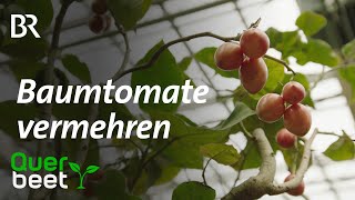 Baumtomate Tamarillo vermehren [upl. by Aimehs435]