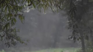 maneater tiger area lalbhitiya valmiki forest [upl. by Enyak]