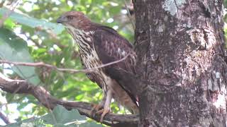 Changeable HawkEagle Nisaetus cirrhatus Huai Kha Khaeng Thailand 14 Sept 2024 22 [upl. by Deni]