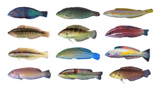 Types of Wrasses Part 1  Genus Halichoeres Family Labridae [upl. by Alrahc853]